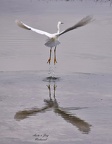 Schmuckreiher (Egretta thula)